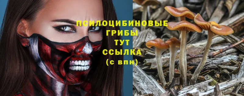 цены   Павлово  Галлюциногенные грибы Psilocybe 